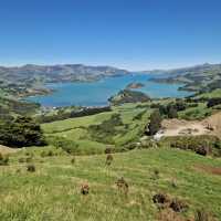 紐西蘭法式浪漫小鎮🇳🇿Akaroa・11月邂逅海豚企鵝的夢幻打卡點