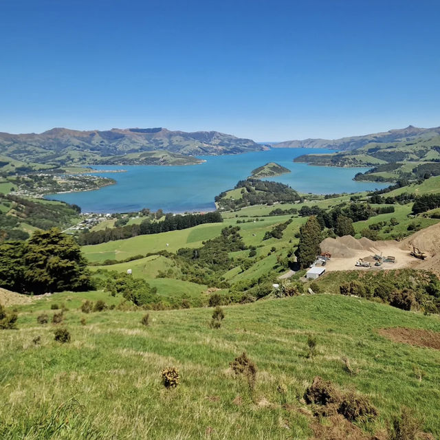 紐西蘭法式浪漫小鎮🇳🇿Akaroa・11月邂逅海豚企鵝的夢幻打卡點