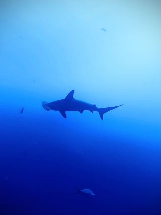 Galápagos – the best dive destination a diver could wish for 🦈🌊