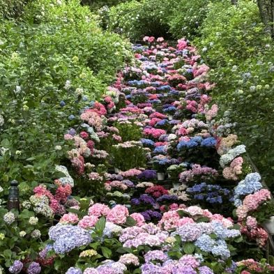 2026 Recommended Hydrangea viewing in Sakurai (Updated September