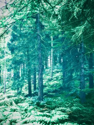 德納的比詹山口和橡樹林苔蘚崖：扎格羅斯山脈3000公尺 Saddleeasytravelpost #比詹山口 #D