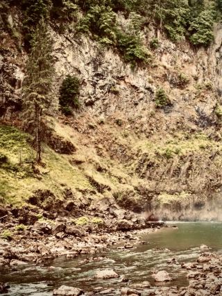 New Zealand West Coast Karamea Big Rimu Walk Mossy Foresteasytravelpost