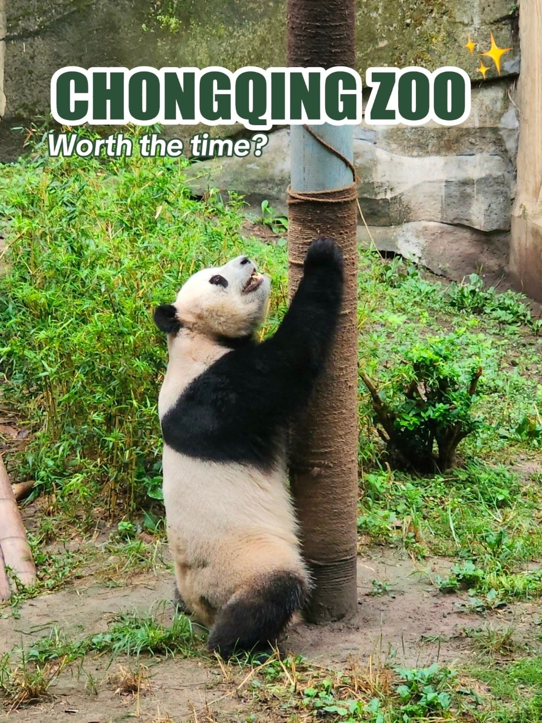 A Hidden Gem for Panda Lovers 🐼