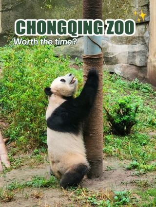 A Hidden Gem for Panda Lovers 🐼