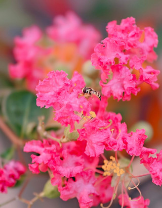 Crepe Myrtles in Bloom: Finding Quiet Happiness in an Ordinary Day 🌸🍃
