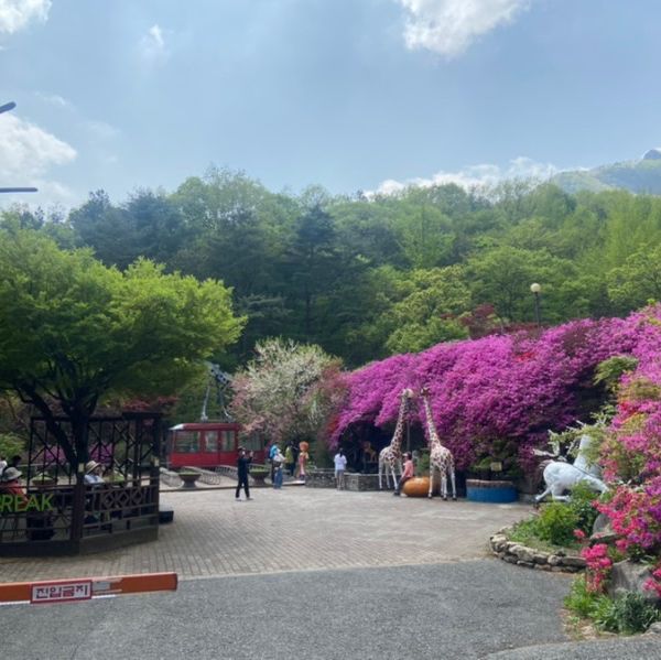 완주에 있는 대둔산 등반하면서 꽃구경