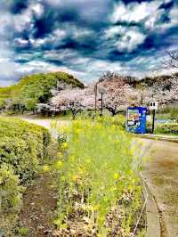 中川公園賞櫻