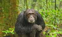 KIBALE FOREST TOURS 
