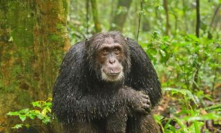 KIBALE FOREST TOURS 