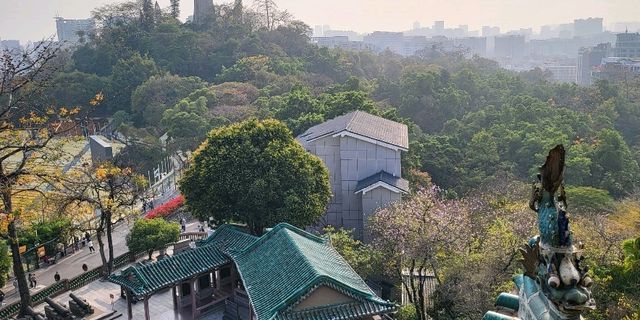 spring comes early🥰 Yuexiu Park Guangzhou