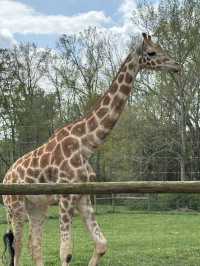 亞特蘭大附近野生動物園