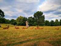Richmond Park Travel Diary: Nature and Serenity