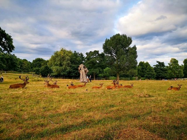 Richmond Park Travel Diary: Nature and Serenity