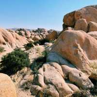 🌵 Top Must-See Landmarks in Joshua Tree National Park 🌅