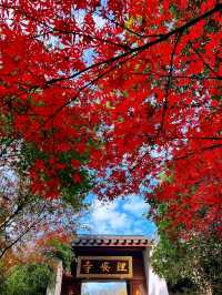 🍁 Red Leaves & Romance in Longjing Village, Hangzhou 🍂