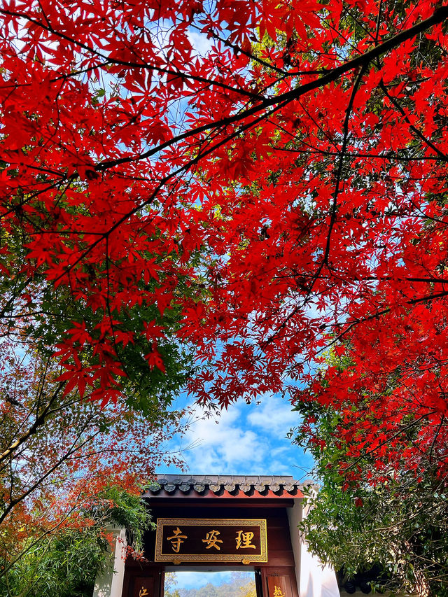 🍁 Red Leaves & Romance in Longjing Village, Hangzhou 🍂