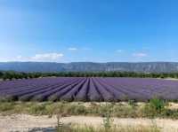 Lavender fields, Coustellet, Provence