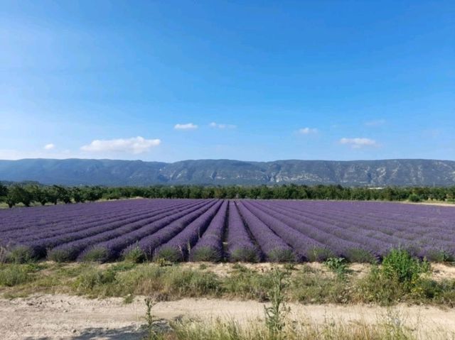 Lavender fields, Coustellet, Provence