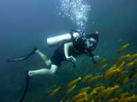 Diving into Ko Phi Phi