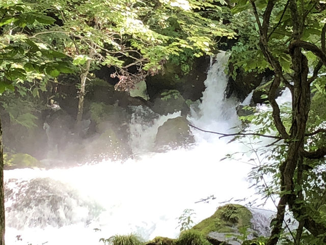 緑と清流に包まれる夏　奥入瀬渓流散策