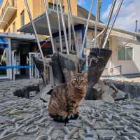 The Mediterranean Charm: Why Cyprus feels like home 🇨🇾❤️