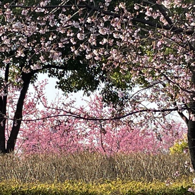 【上海桜の名所】上海人なら誰でも知っている顧村公園