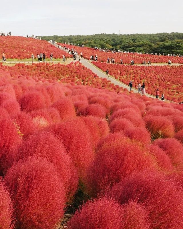 日本紅色波波草海🌺茨城海邊公園