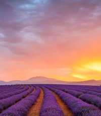 Australian Lavender 🌟 Please bookmark the South France Lavender Guide.