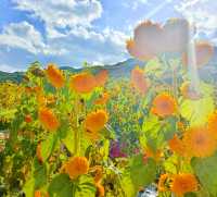 Qinghai Seven-color Flower Sea