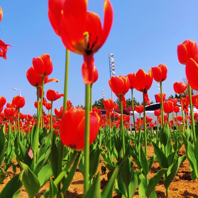 Discover Yumeiren Square in Spring 🌷🌊🏞️