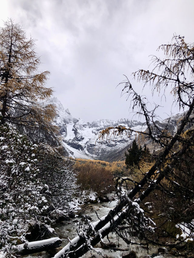 川西旅行｜錯過又要等一年的彩林