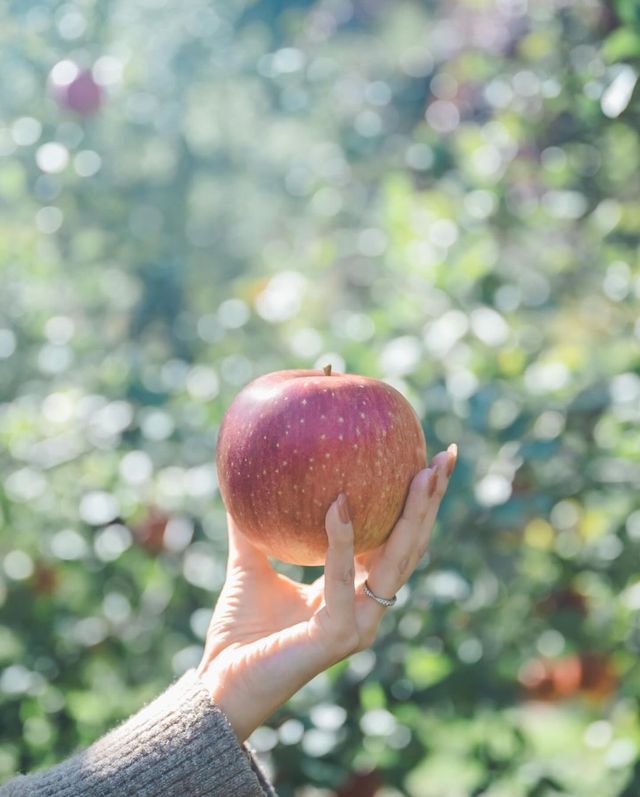 我的長野之旅：騎行果園，採摘蘋果，享受美味午餐！