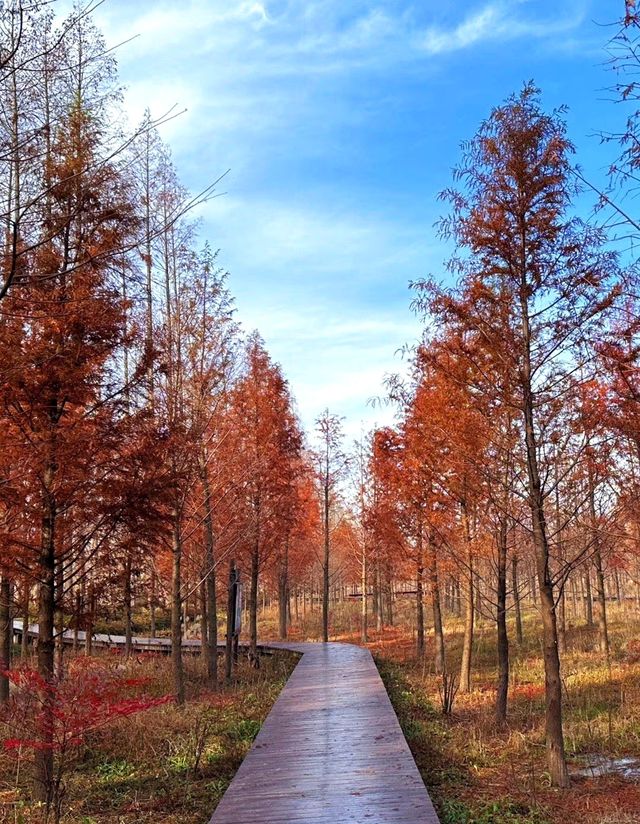 鹽城黃海森林公園：秋日油畫般的詩意美景