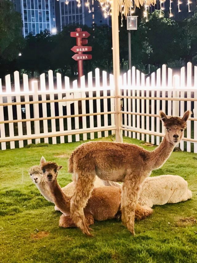 厦門遛娃| 三江口溫泉公園露營
