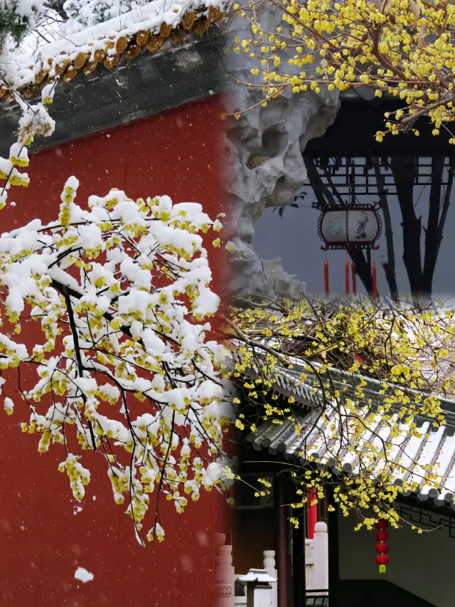 Life advice, don't leave Nanjing until you've seen the wintersweet in these 6 places