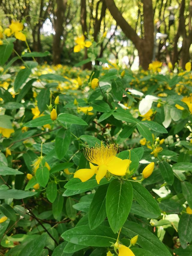 自然生態公園裡的童話世界