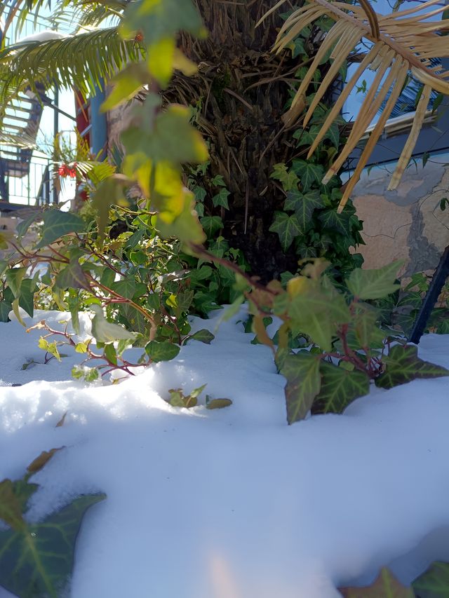 十五年一遇的雪與海與懷舊的民宿的兩天