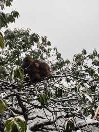 姊妹們！實拍瓦屋山又又又下雪啦