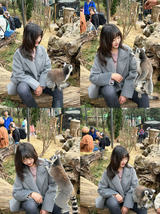 雲南野生動物園！超詳細攻略！