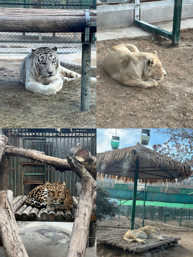 鄭州動物園｜遊玩好去處休閒娛樂寶藏勝地