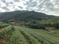 這個高山茶園裡的民宿，確實值得住幾天