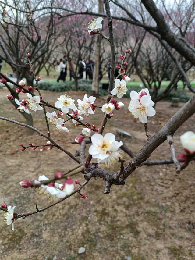 春節假期，蘇州人山人海，不如到香雪海看梅花