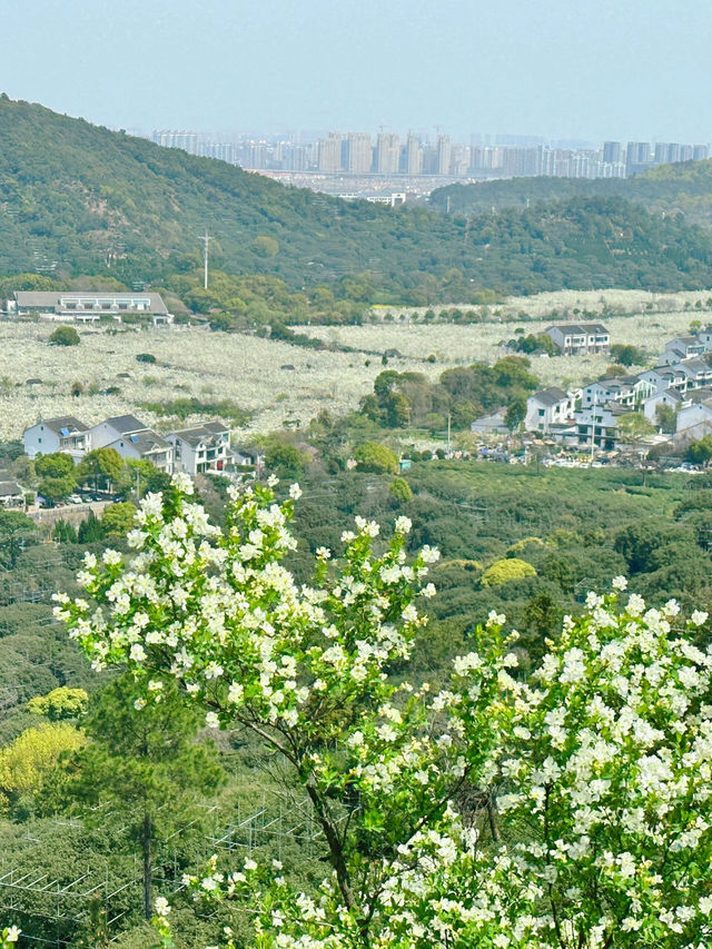 蘇州樹山生態村｜梨花一支春帶雨