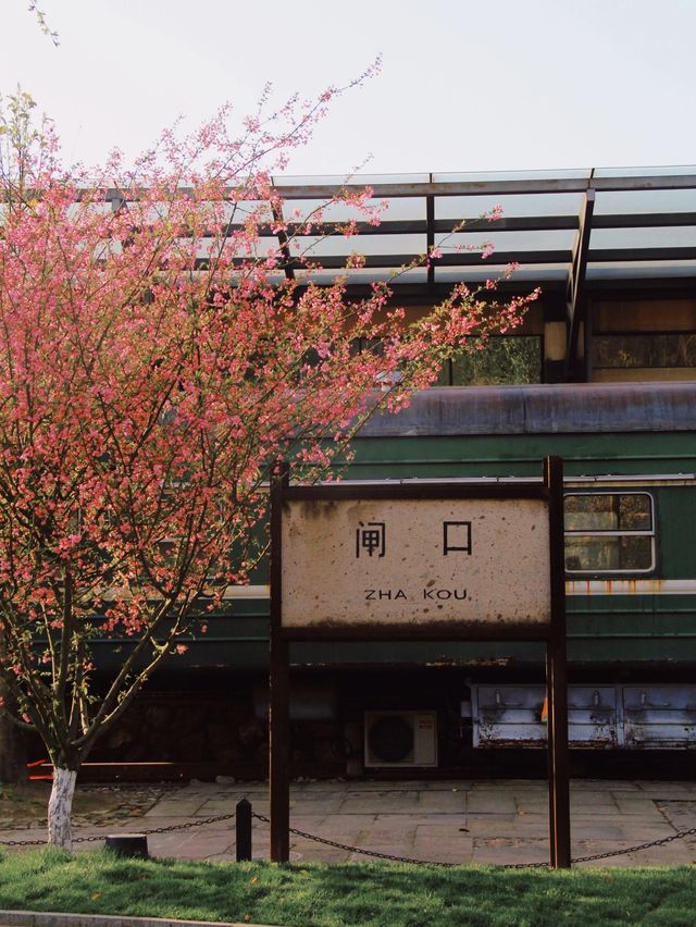 杭州春日最適合賞花的路線推薦