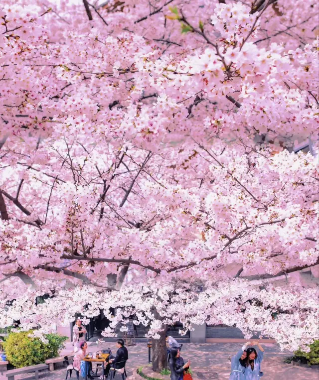 杭州の桜が咲きました！質問攻めの30の桜の撮影スポット！メモしておきましょう