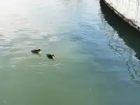 天津最適人的公園景點|天津水上公園