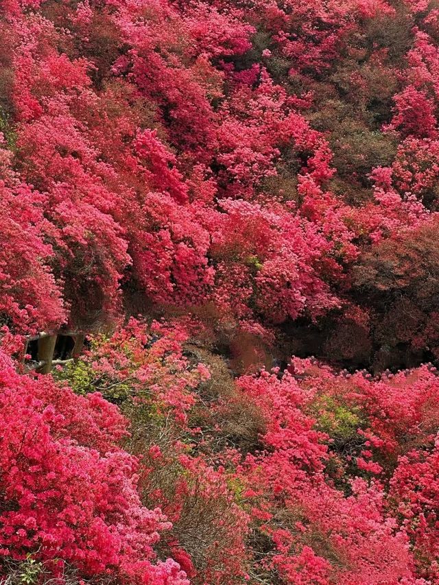 終於在對的時間來到對的地方：雲霧山杜鵑花海