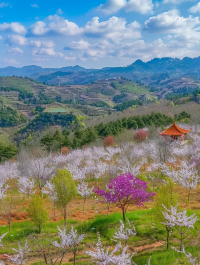 春日盛宴：三明清流賴坊櫻花盛景