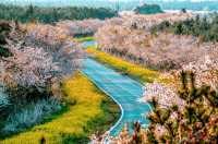【典農路·濟州島】——尋覓櫻花鼻祖，共赴一場春日粉色盛宴