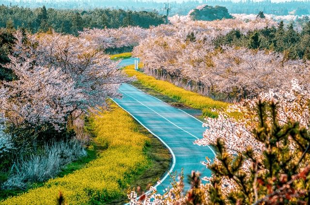 【典農路·濟州島】——尋覓櫻花鼻祖，共赴一場春日粉色盛宴